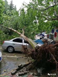 大树爆料视频大全最新,揭秘娱乐圈幕后真相 第2张 大树爆料视频大全最新,揭秘娱乐圈幕后真相 第2张